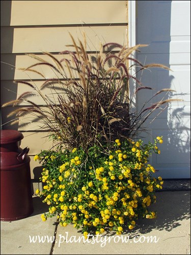 New Gold growing on a south exposure.  Along with the heat from the driveway and siding these plants thrived.  Growing with the Penisetum.